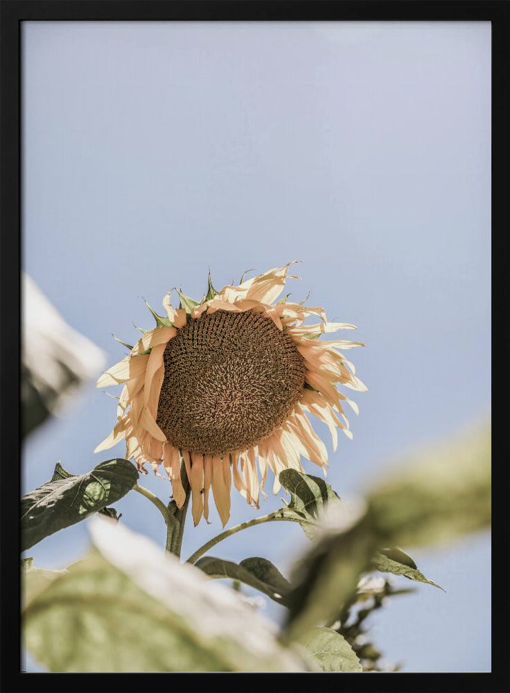 Gouden Bloesemhemel | Poster