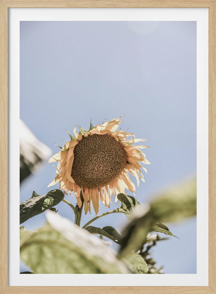 Gouden Bloesemhemel | Poster