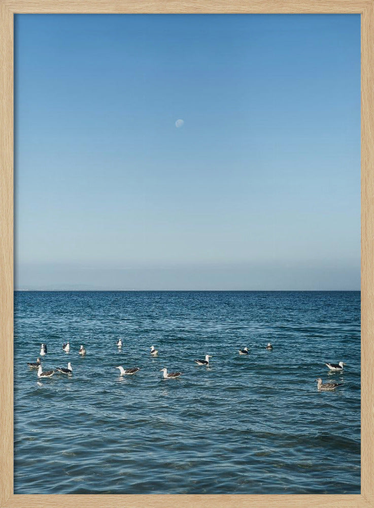 Maanverlichte zeevogels | Poster