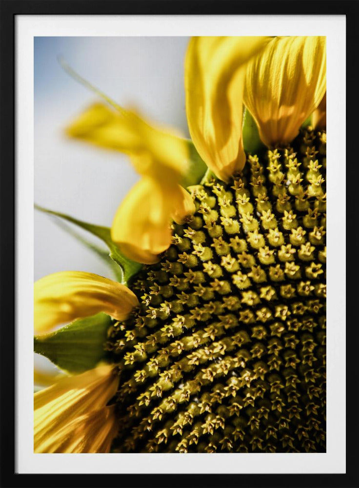 Zonnebloem close-up | Poster