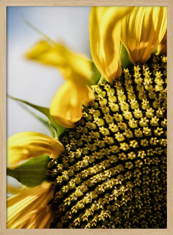 Zonnebloem close-up | Poster