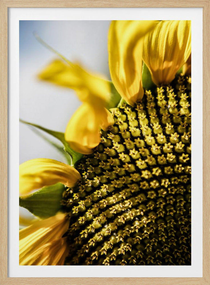 Zonnebloem close-up | Poster