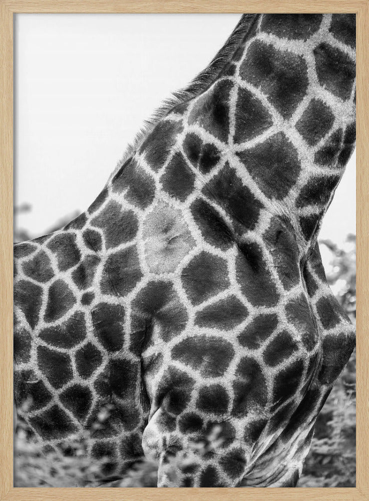 Ingewikkelde patronen van een giraffenhuid | Poster