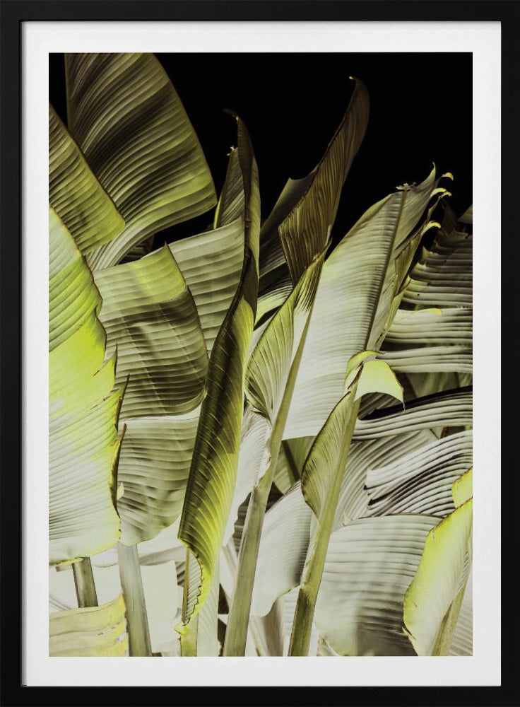Bananenbladeren in zacht licht | Poster