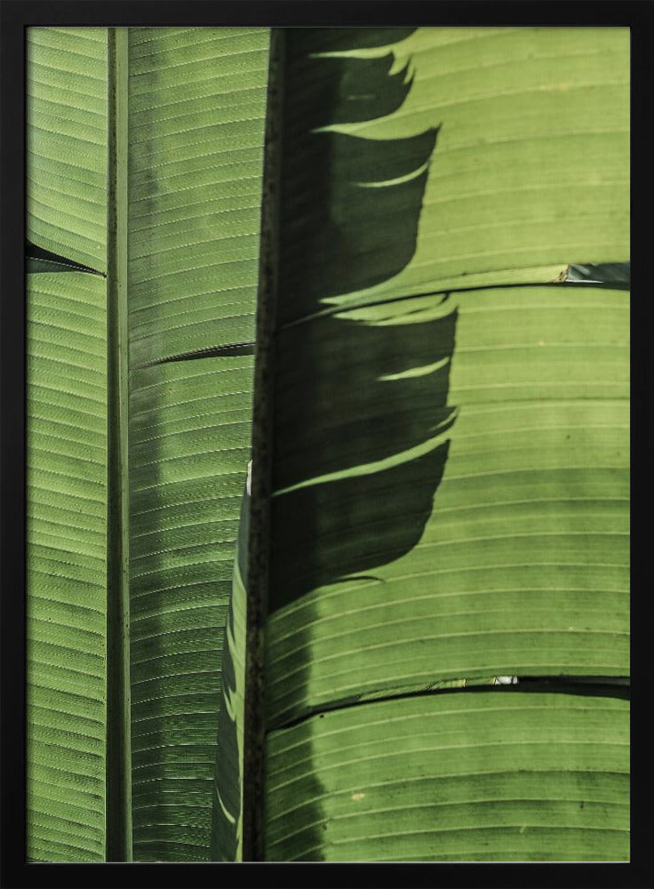 Tropische bananenbladeren | Poster