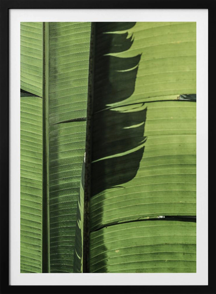 Tropische bananenbladeren | Poster