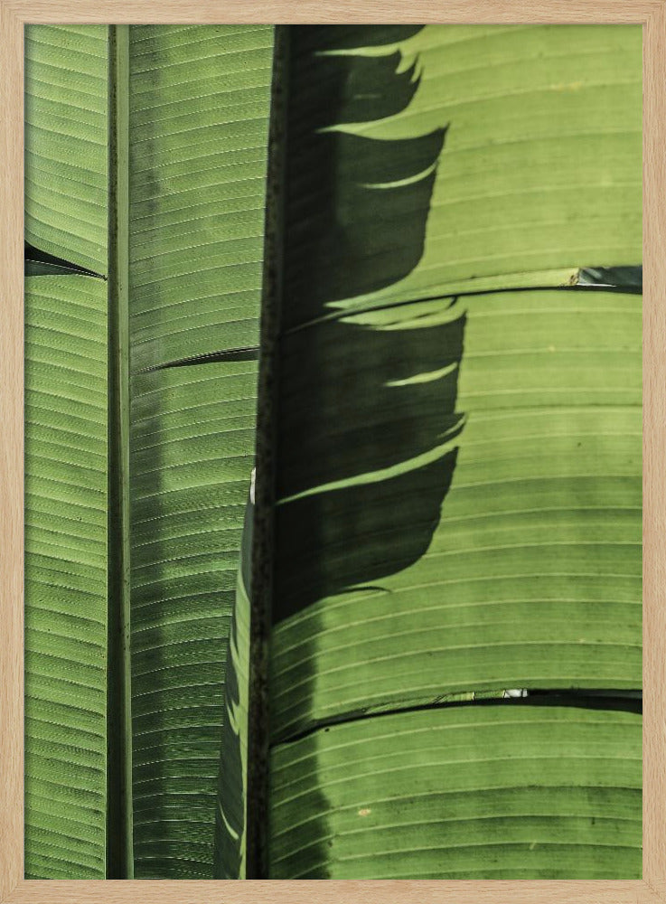 Tropische bananenbladeren | Poster