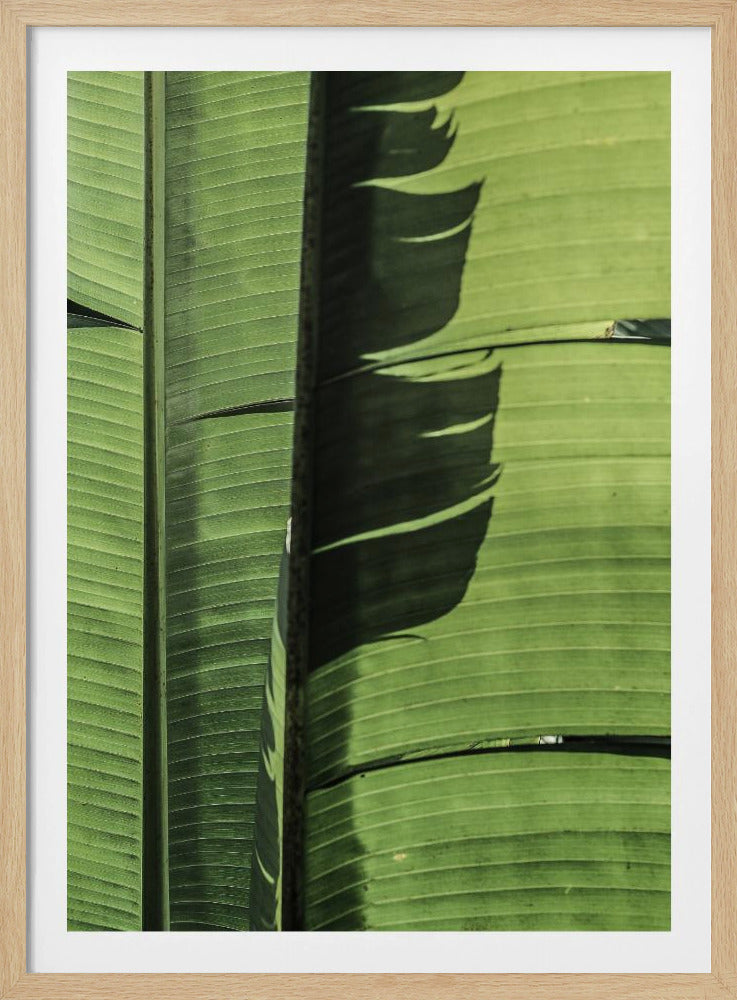 Tropische bananenbladeren | Poster
