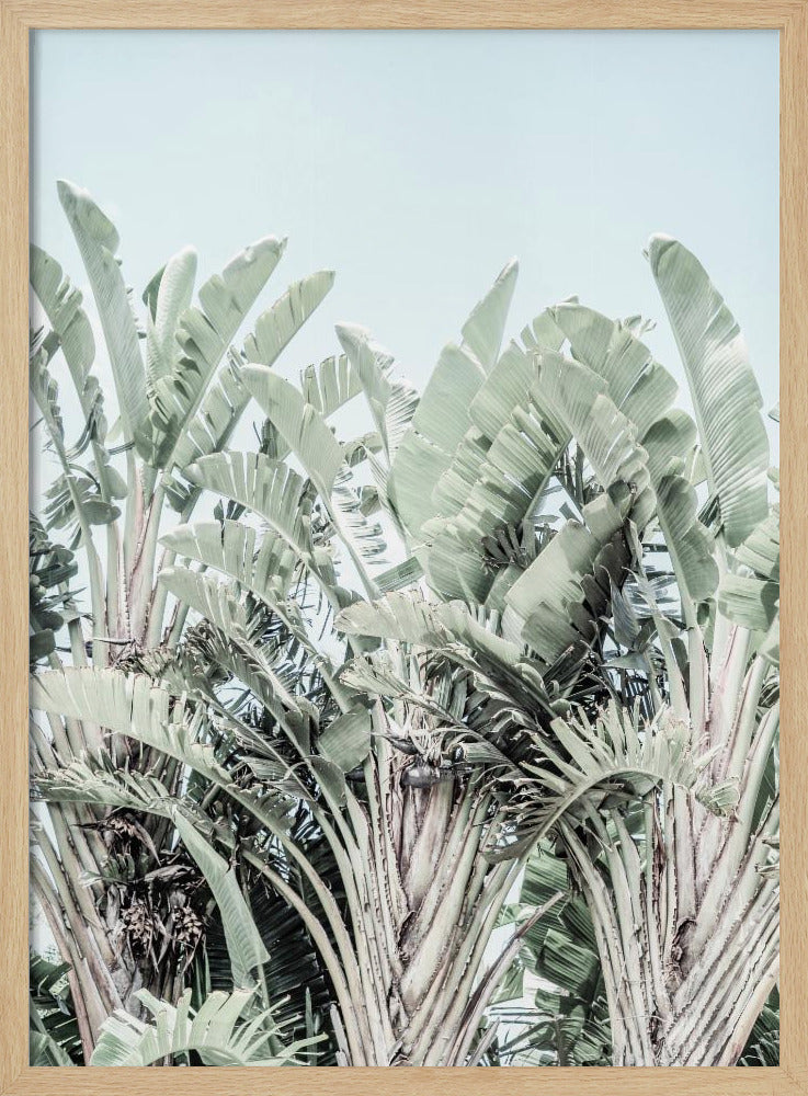 Tropical Whispers | Poster