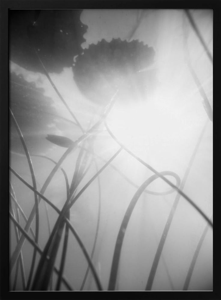 Waterlelie | Poster