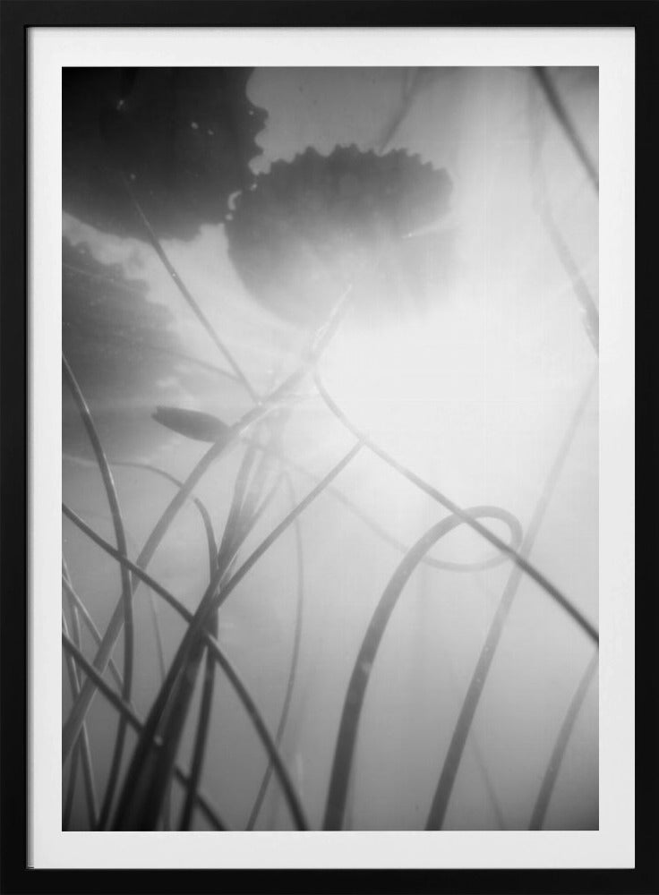 Waterlelie | Poster