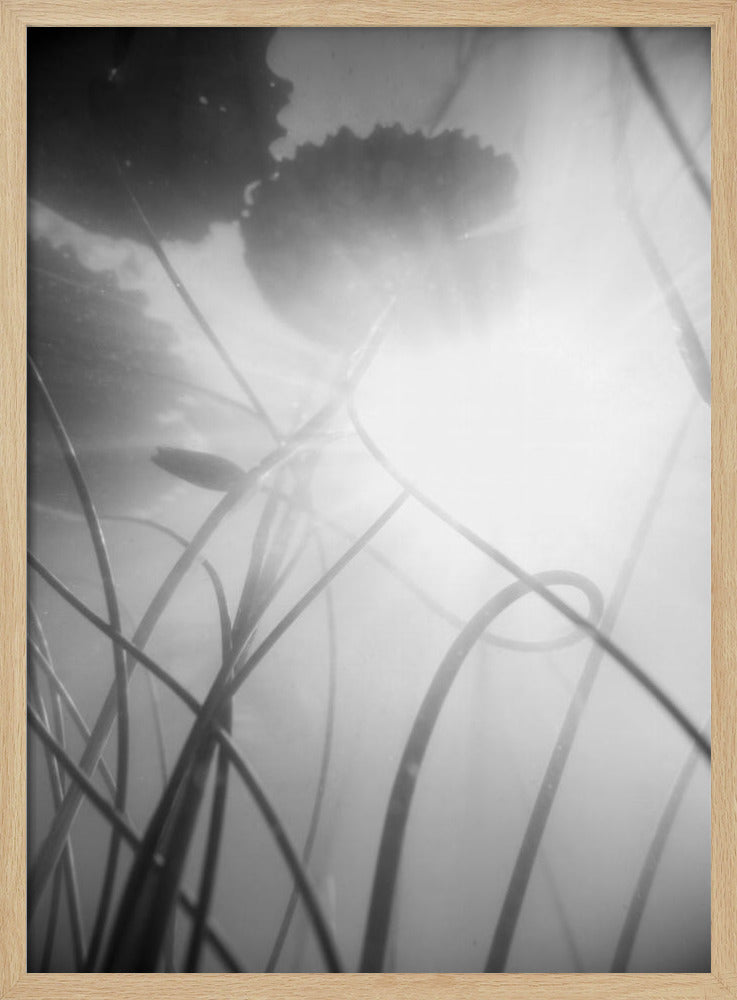 Waterlelie | Poster
