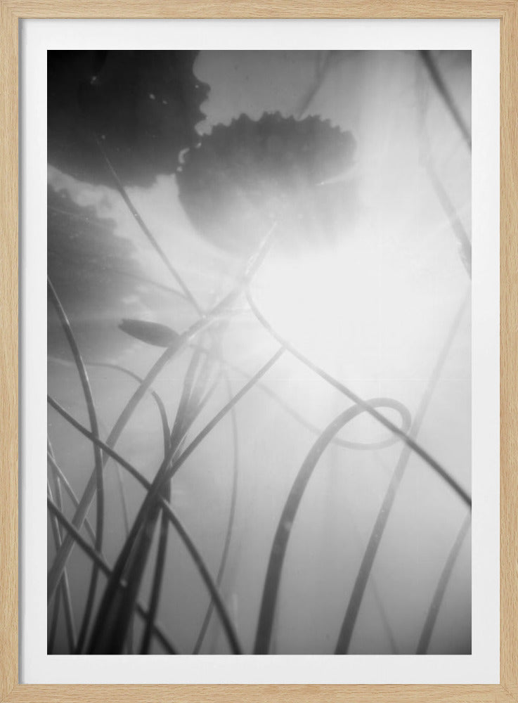 Waterlelie | Poster