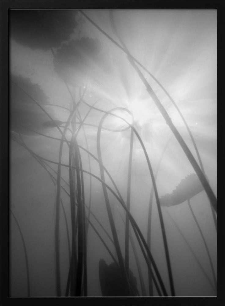 Waterlelie | Poster