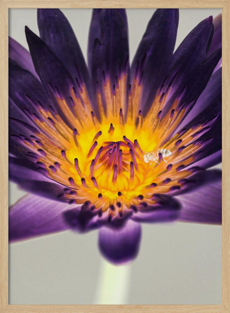 Paarse waterlelie | Poster
