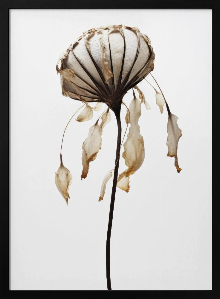 Verwelkte elegantie | Poster