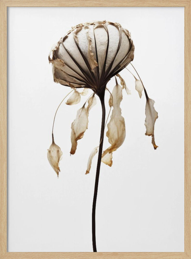 Verwelkte elegantie | Poster