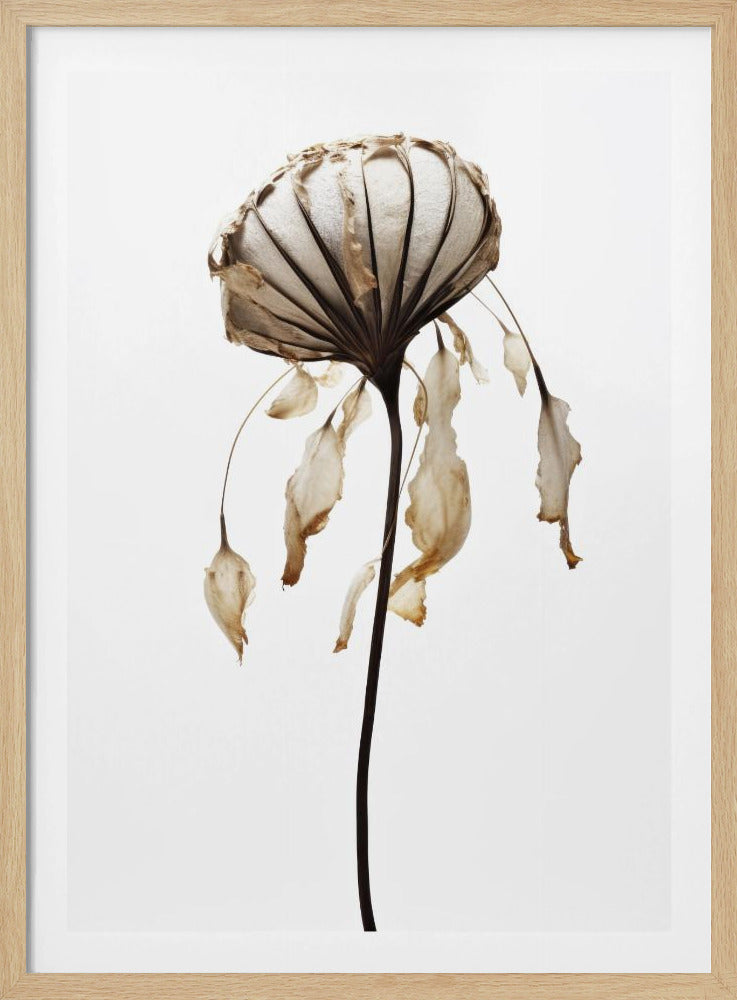 Verwelkte elegantie | Poster