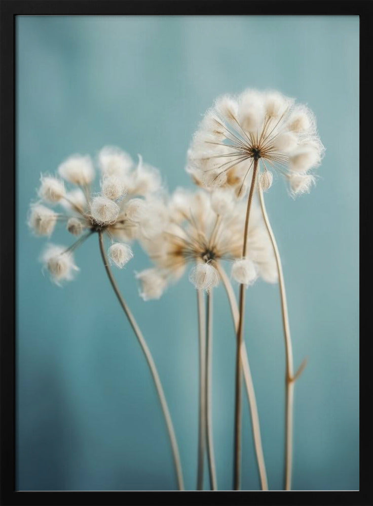 Puffs in the Breeze | Poster
