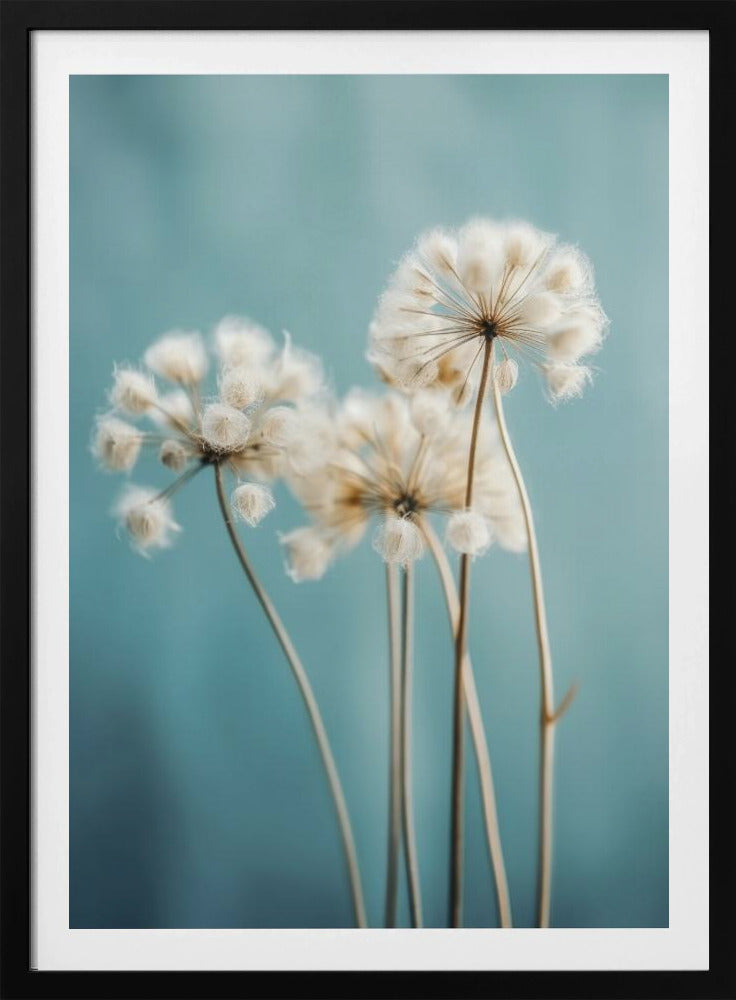 Puffs in the Breeze | Poster