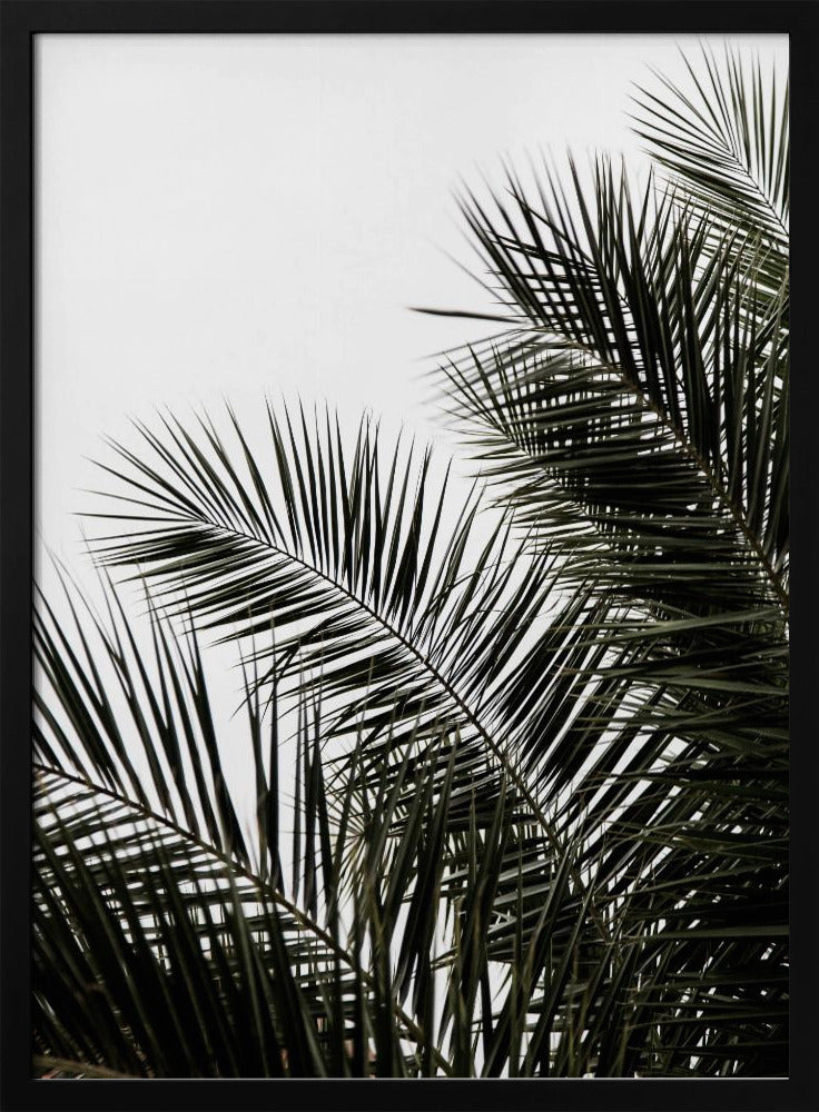 Palm Leaves 3 | Poster