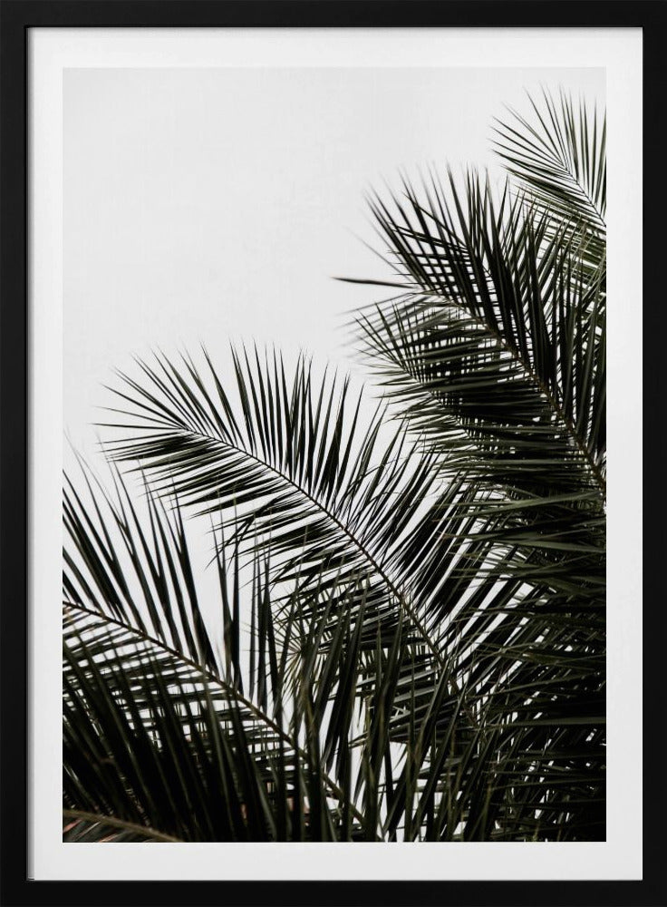 Palm Leaves 3 | Poster