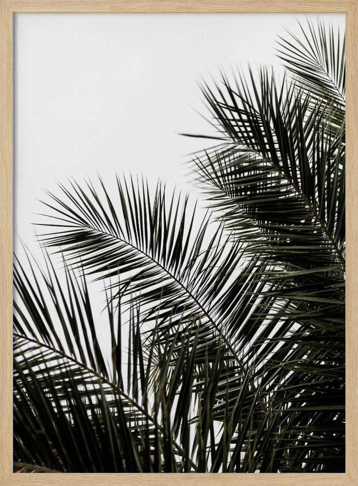 Palmbladeren 3 | Poster
