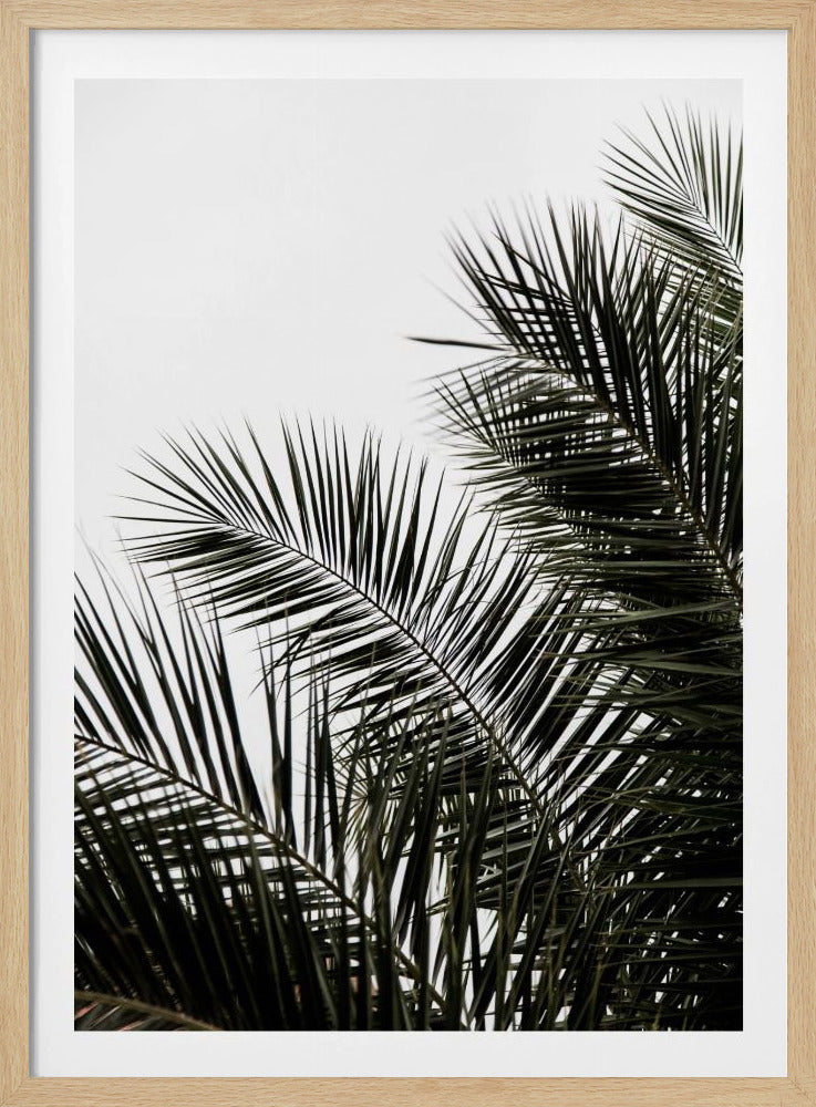 Palm Leaves 3 | Poster