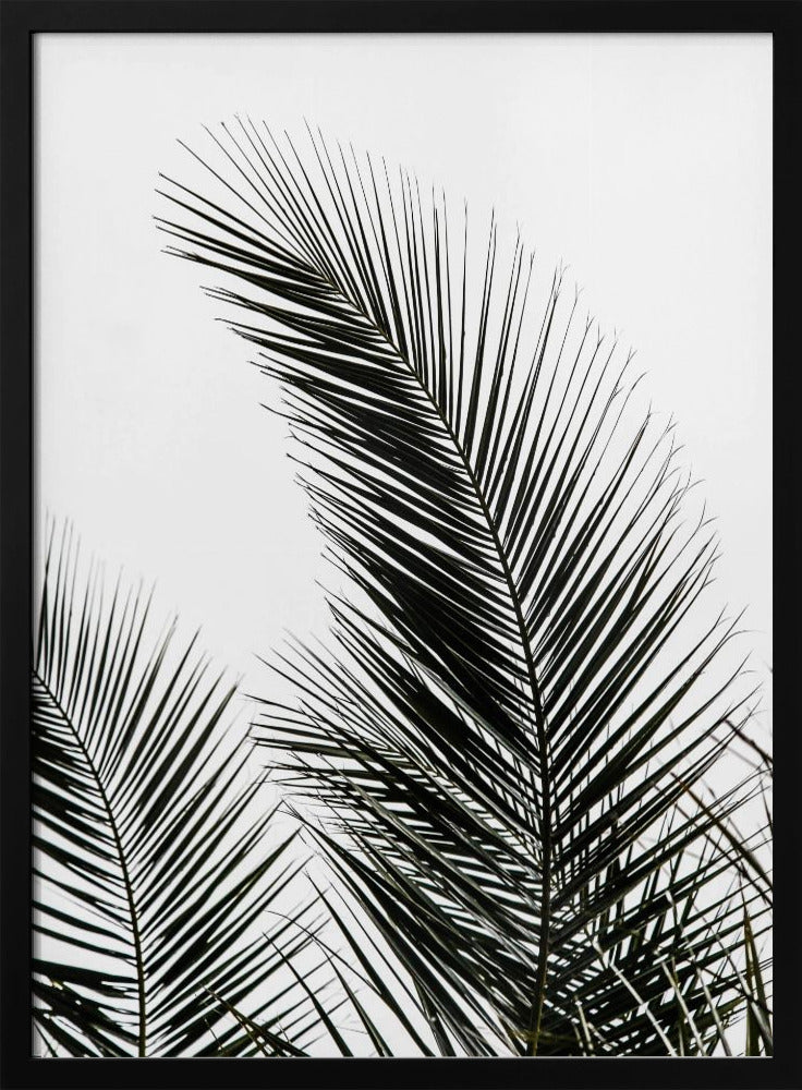 Palm Leaves 1 | Poster