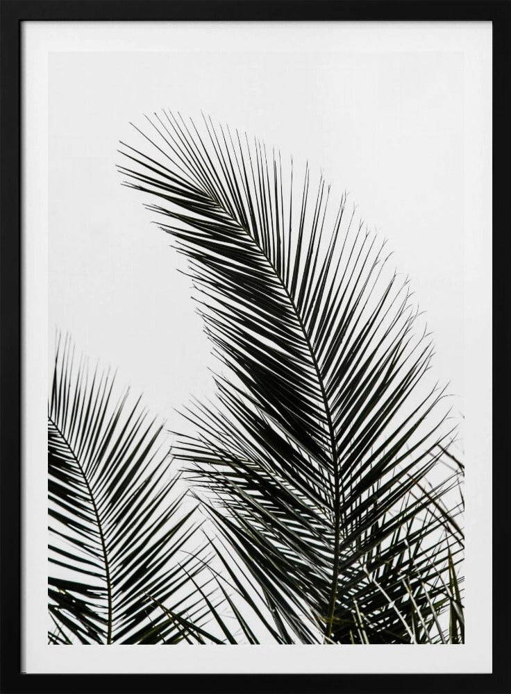 Palm Leaves 1 | Poster
