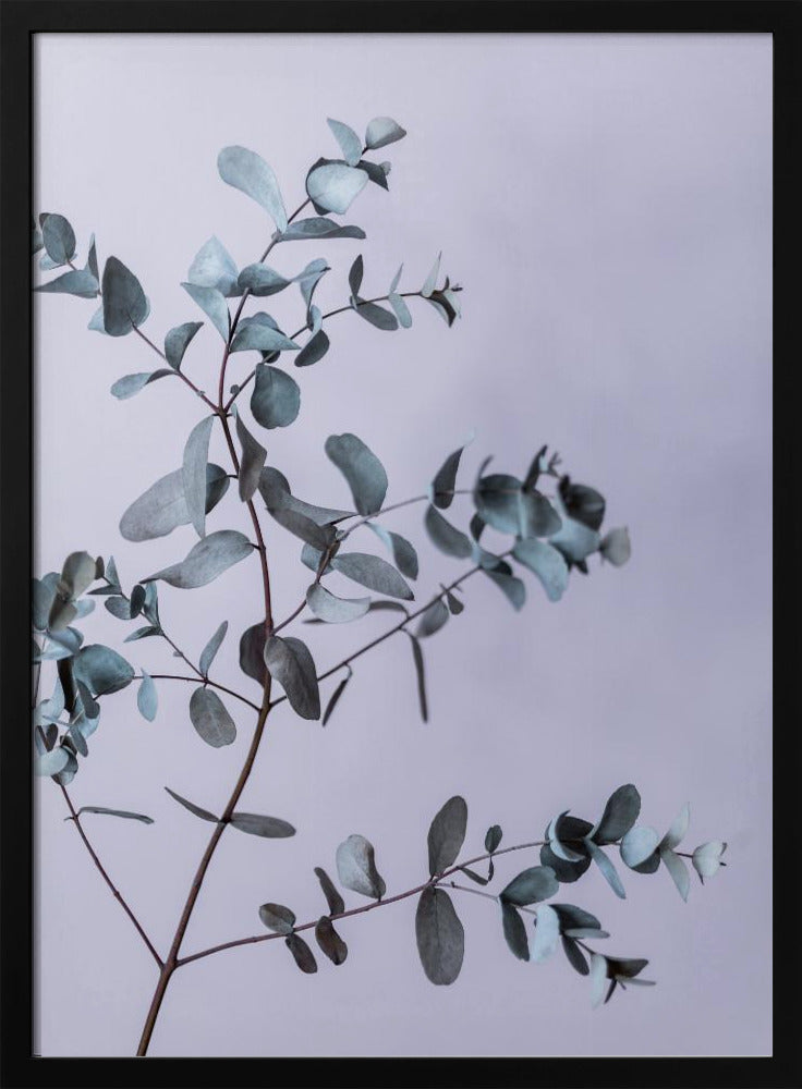 Eucalyptus 13 | Poster