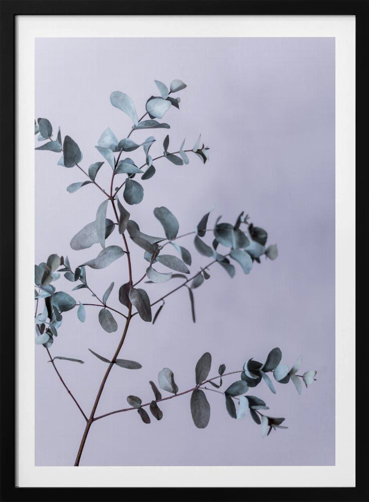 Eucalyptus 13 | Poster