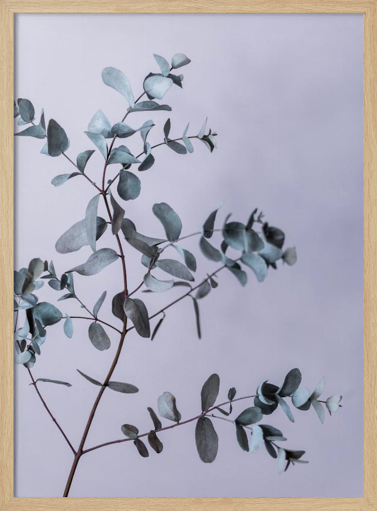 Eucalyptus 13 | Poster