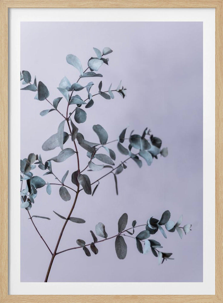 Eucalyptus 13 | Poster