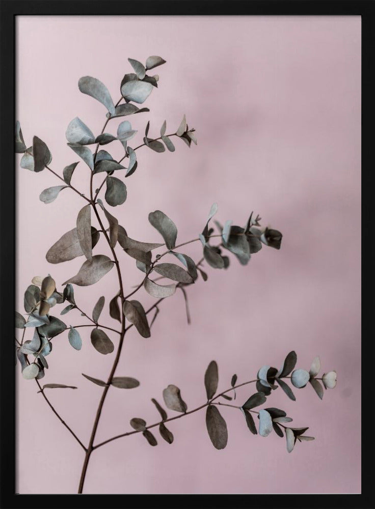 Eucalyptus 12 | Poster