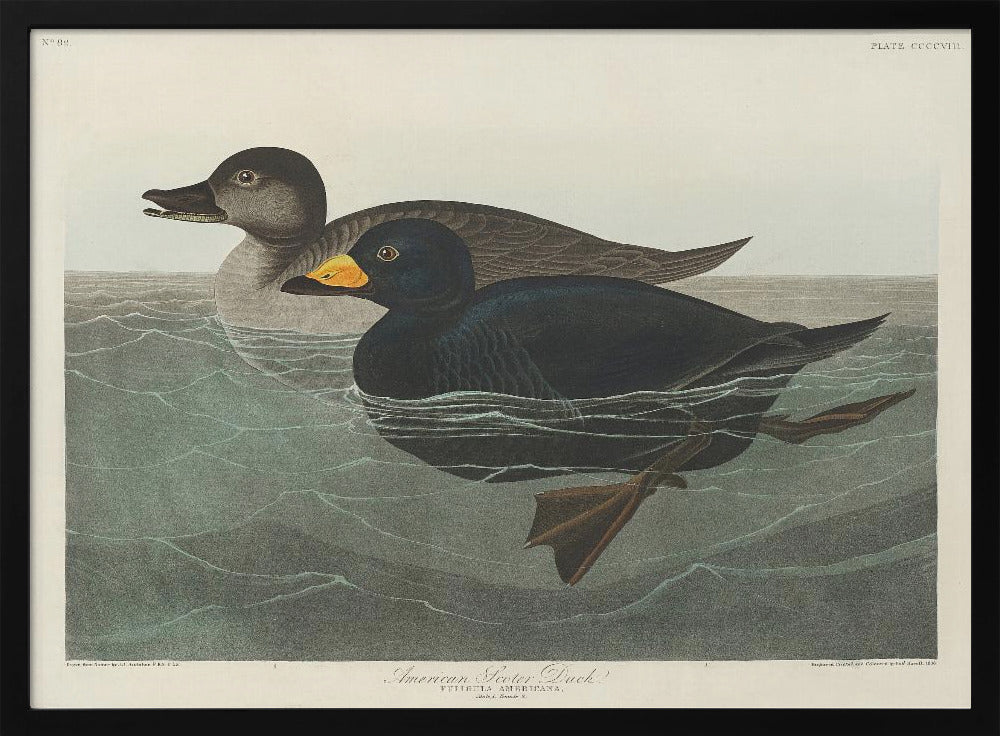 Amerikaanse zee-eend uit Birds of America (1827) | Poster
