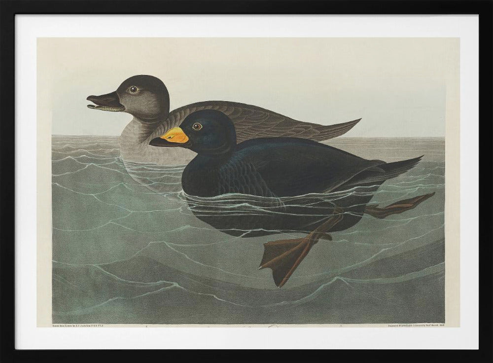 Amerikaanse zee-eend uit Birds of America (1827) | Poster