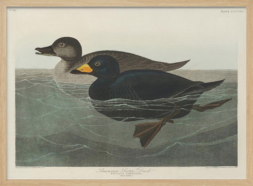 Amerikaanse zee-eend uit Birds of America (1827) | Poster