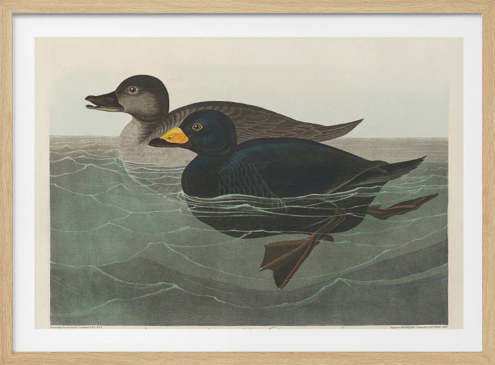 Amerikaanse zee-eend uit Birds of America (1827) | Poster