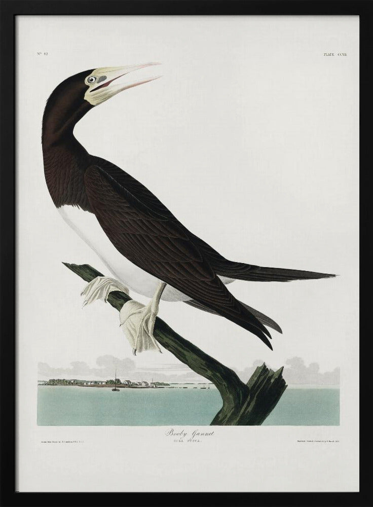 Jan-van-gent uit Birds of America (1827) | Poster