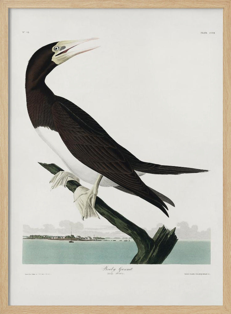 Jan-van-gent uit Birds of America (1827) | Poster