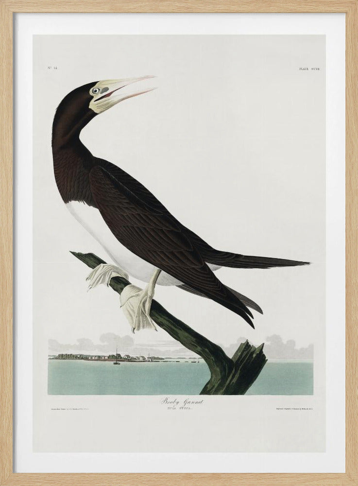 Jan-van-gent uit Birds of America (1827) | Poster