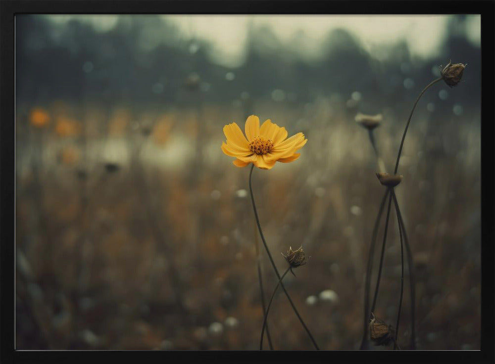Solitary Bloomers | Poster