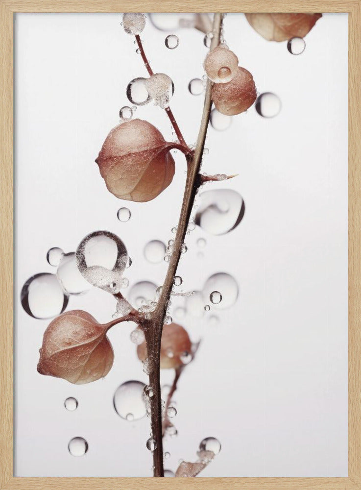 Bubbels en bloemen | Poster