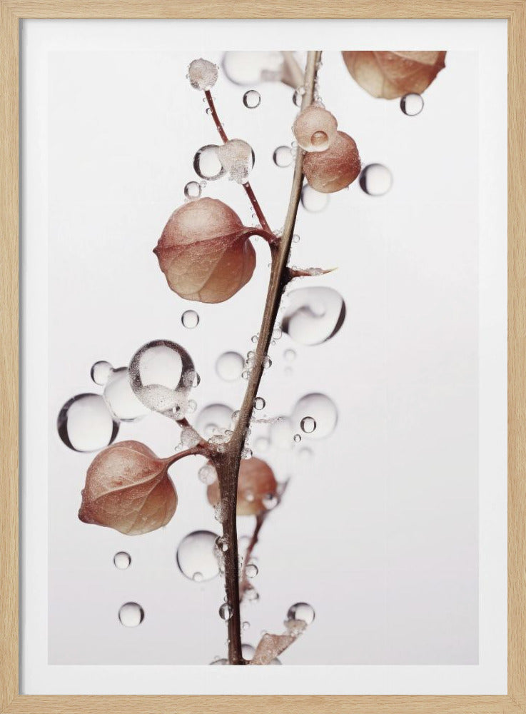 Bubbels en bloemen | Poster