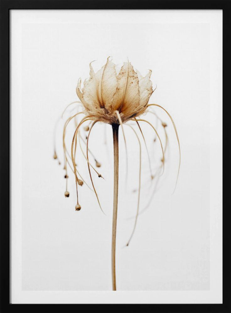 Ethereal Bloom | Poster
