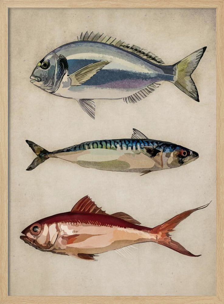 Trio van oceaanleven | Poster