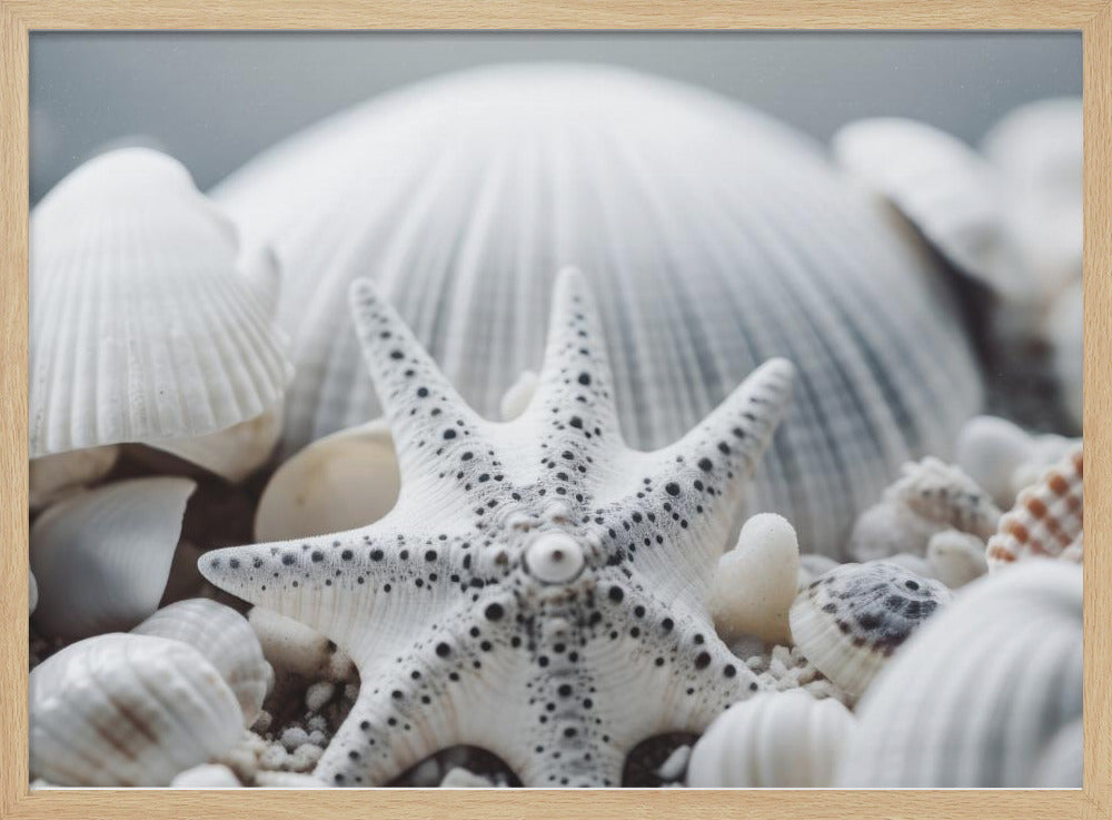 Schelpensymfonie | Poster