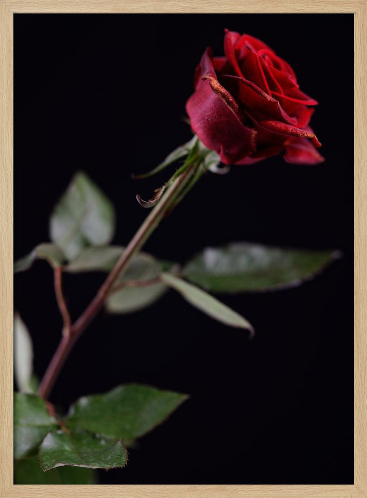 rode roos | Poster