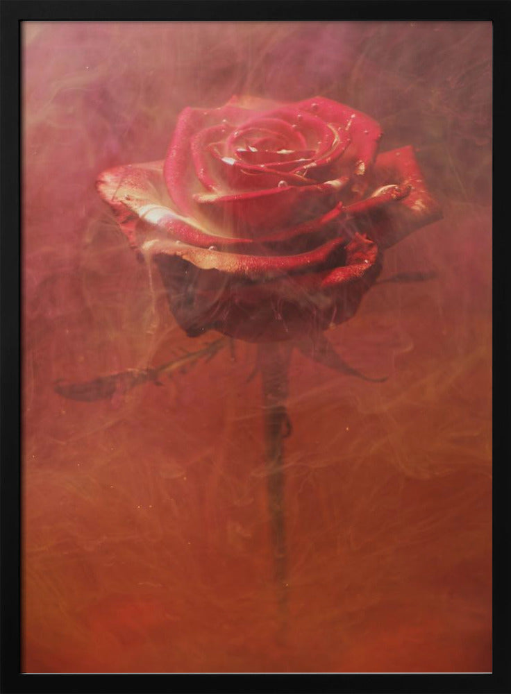 rode roos en inkt in water | Poster